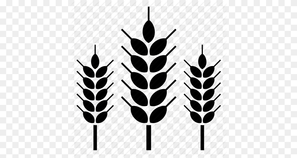 Barley Beer Farm Field Nature Wheat Icon, Plant, Tree, Fir Free Png