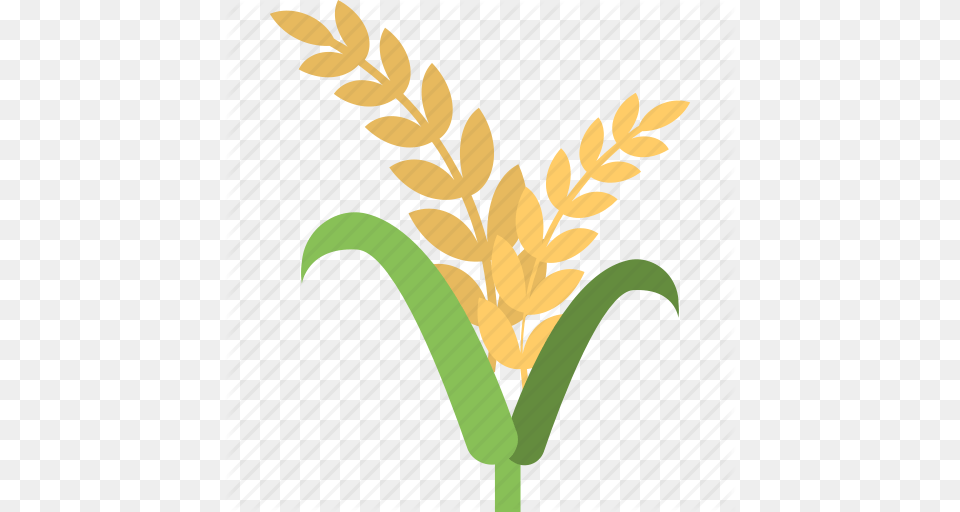 Barley Ear Organic Farming Rye Wheat Whole Grains Icon, Flower, Plant, Grass, Food Free Png Download
