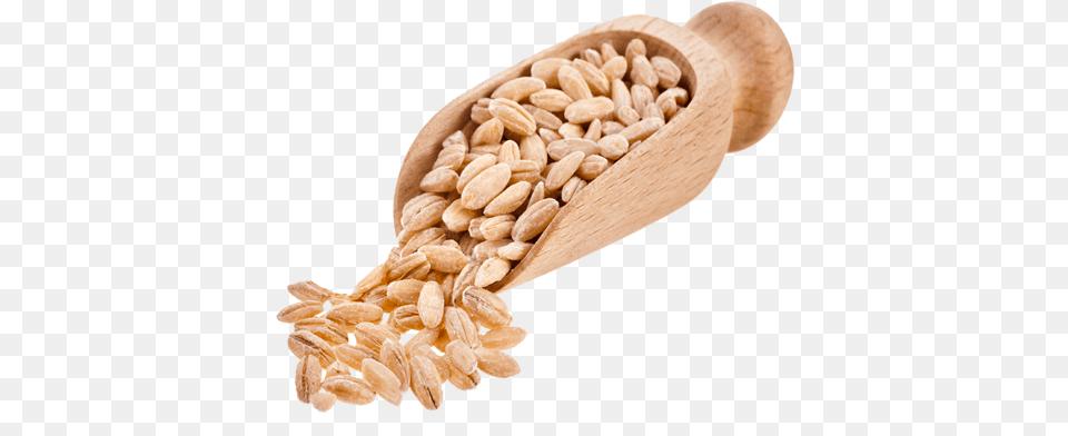 Barley Free Download Barley, Cutlery, Food, Grain, Produce Png Image