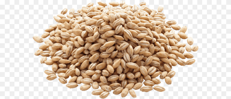 Barley Grain Barley, Food, Produce, Wheat, Plant Free Png