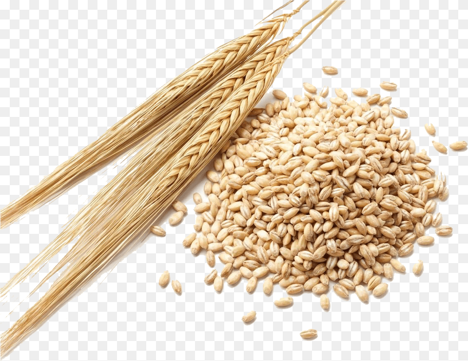 Barley Grain Clipart Barley Seeds, Food, Produce, Wheat Free Transparent Png