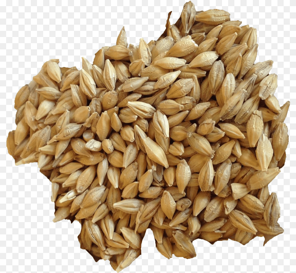 Barley Grain Hd Image Barley Transparent Background, Food, Produce, Wheat Free Png Download