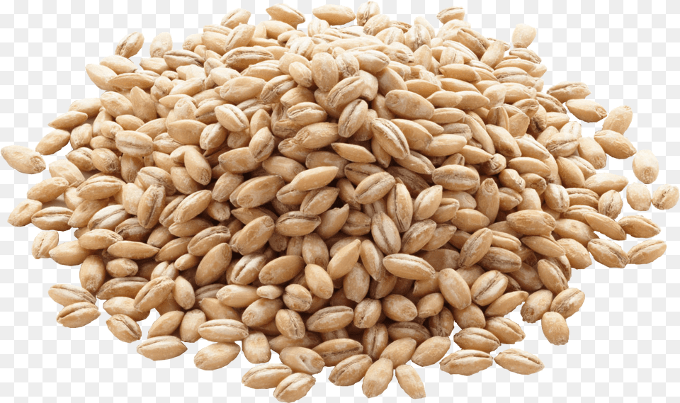 Barley Icon Grain Barley, Food, Produce, Wheat, Plant Free Png