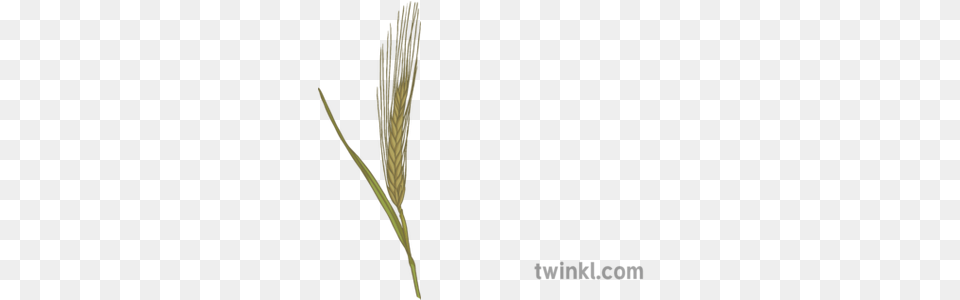 Barley Illustration Twinkl Hierochloe, Grass, Plant, Agropyron, Food Free Png Download