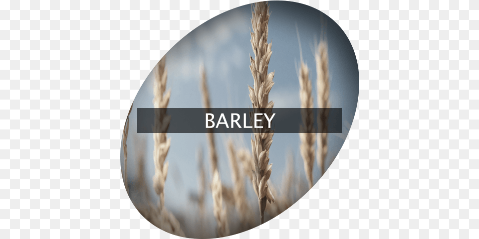 Barley Indigrowcom Emmer, Food, Grain, Produce, Wheat Png