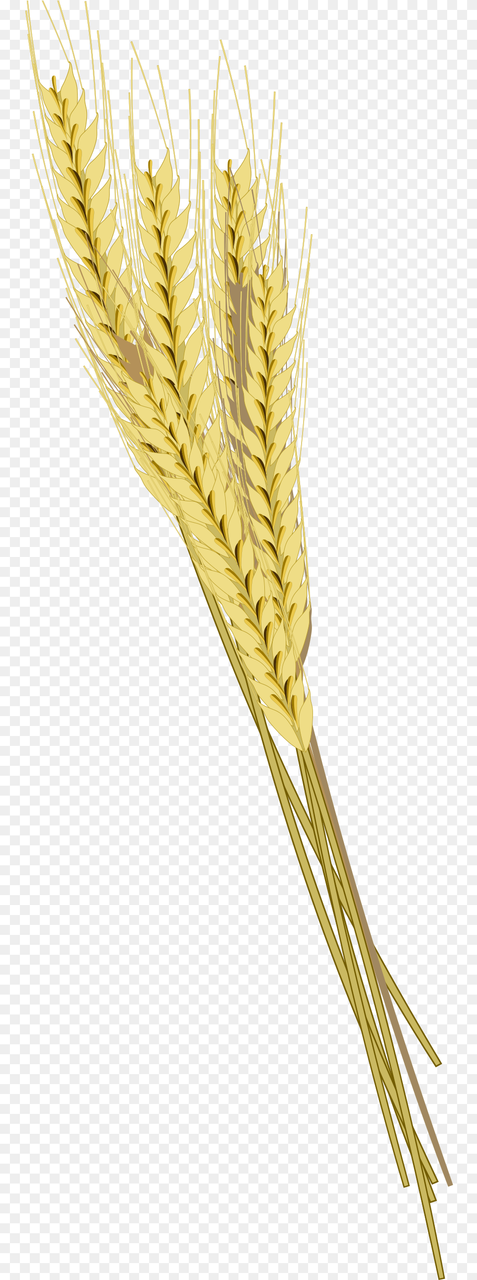 Barley Photos Kolosya Pshenici, Food, Grain, Produce, Wheat Free Png