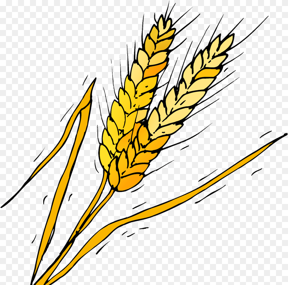Barley Phragmites, Food, Grain, Produce, Wheat Free Transparent Png