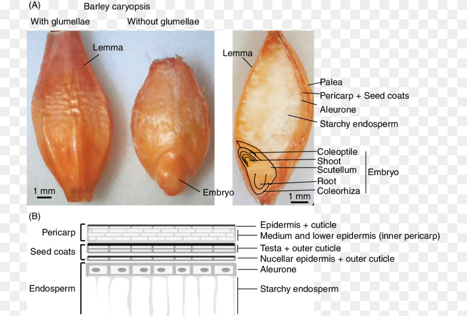 Barley Seed Structure, Animal, Sea Life, Seashell, Invertebrate Free Png