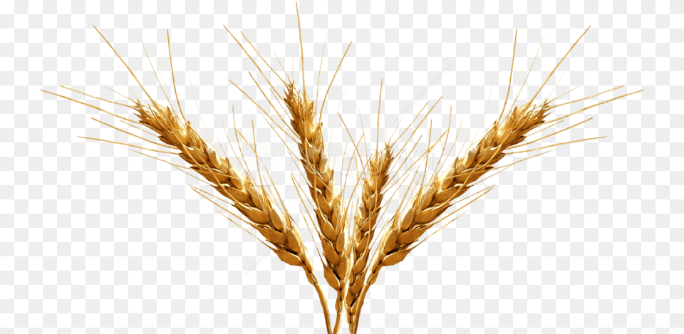 Barley Spike Transparent Background, Food, Grain, Plant, Produce Png
