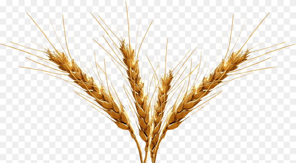 Barley Transparent Image Transparent Background Wheat Spikes, Food, Grain, Produce, Plant Free Png Download