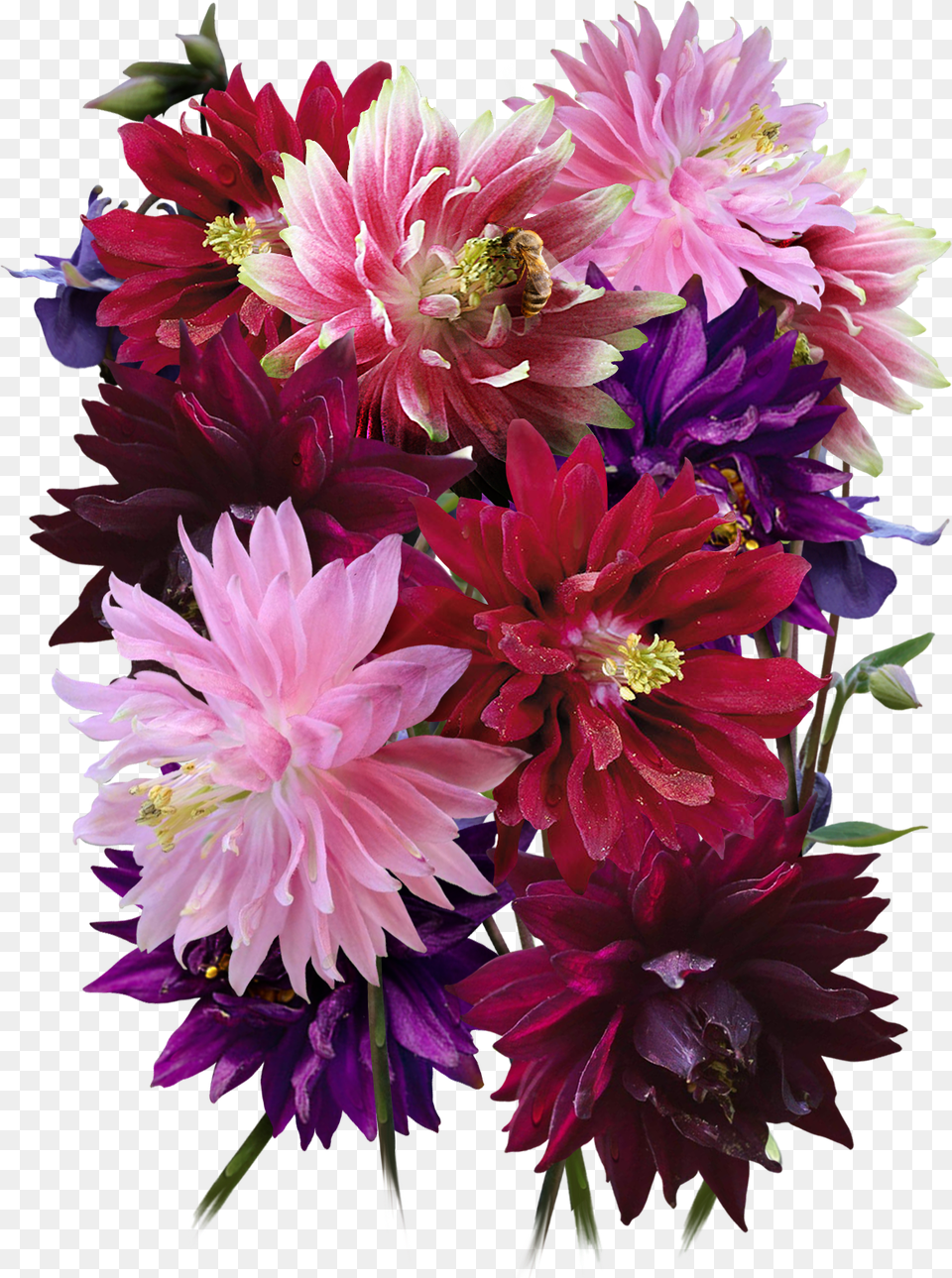 Barlow Columbine Seeds For Plantingclass Lazyload Bouquet, Flower Arrangement, Plant, Dahlia, Flower Png Image