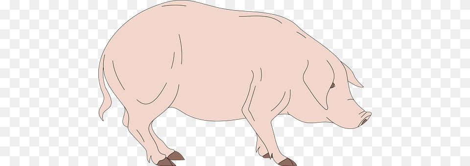 Barn Animal, Boar, Hog, Mammal Free Png Download