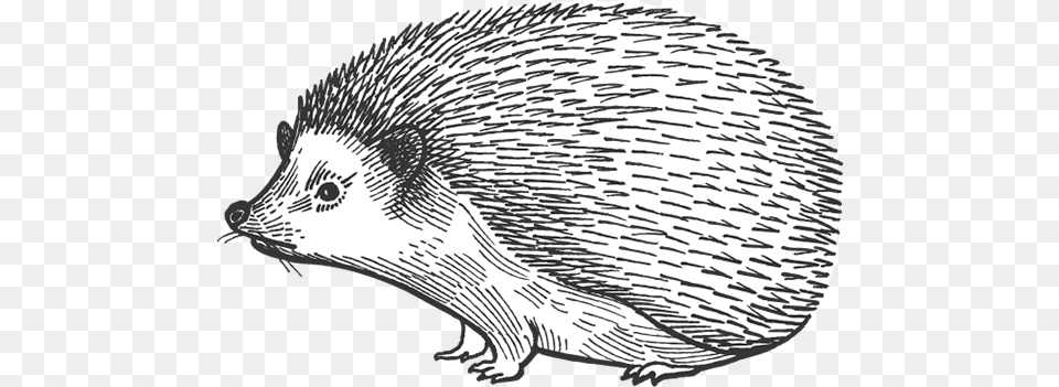 Barn Dei Mona Porcupine Echidna, Animal, Hedgehog, Mammal, Rodent Free Png Download