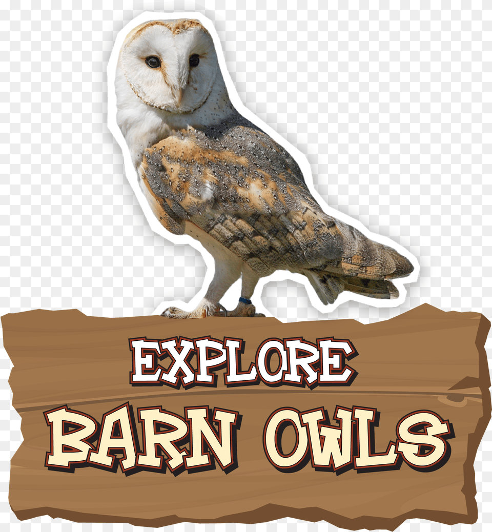 Barn Owl, Animal, Bird Free Transparent Png