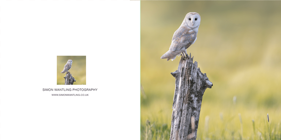 Barn Owl, Plant, Tree, Animal, Bird Free Png