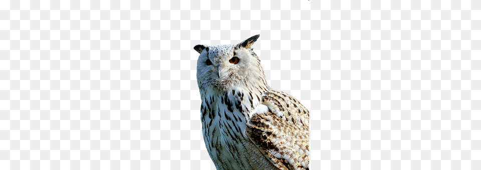 Barn Owl Animal, Beak, Bird Free Transparent Png
