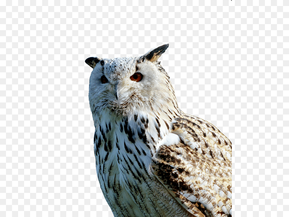 Barn Owl Animal, Beak, Bird Free Png