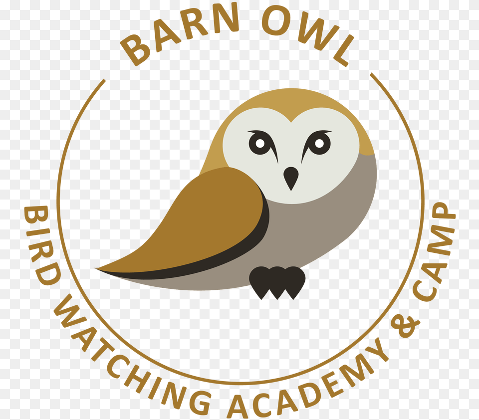 Barn Owl, Animal, Beak, Bird Png
