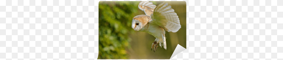 Barn Owl, Animal, Bird Png