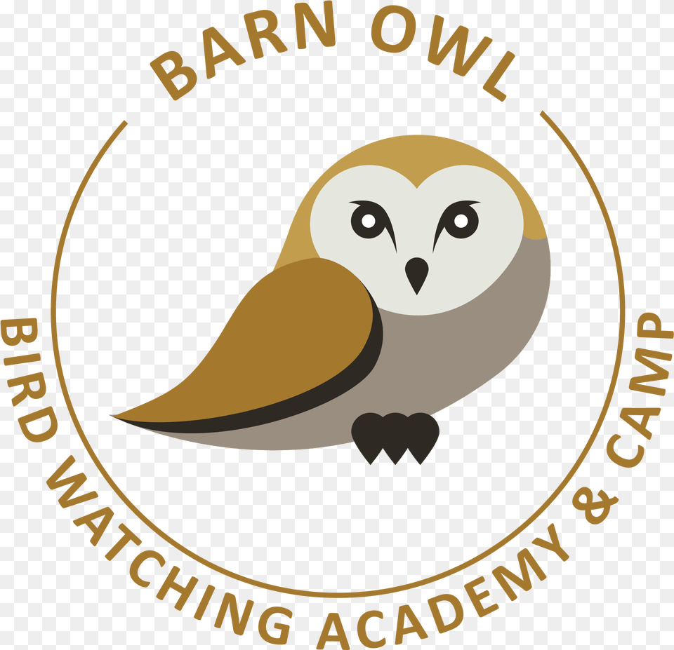 Barn Owl, Animal, Beak, Bird Png Image