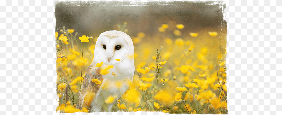 Barn Owl Adult Pull Animal With Yellow Flower, Beak, Bird Png Image