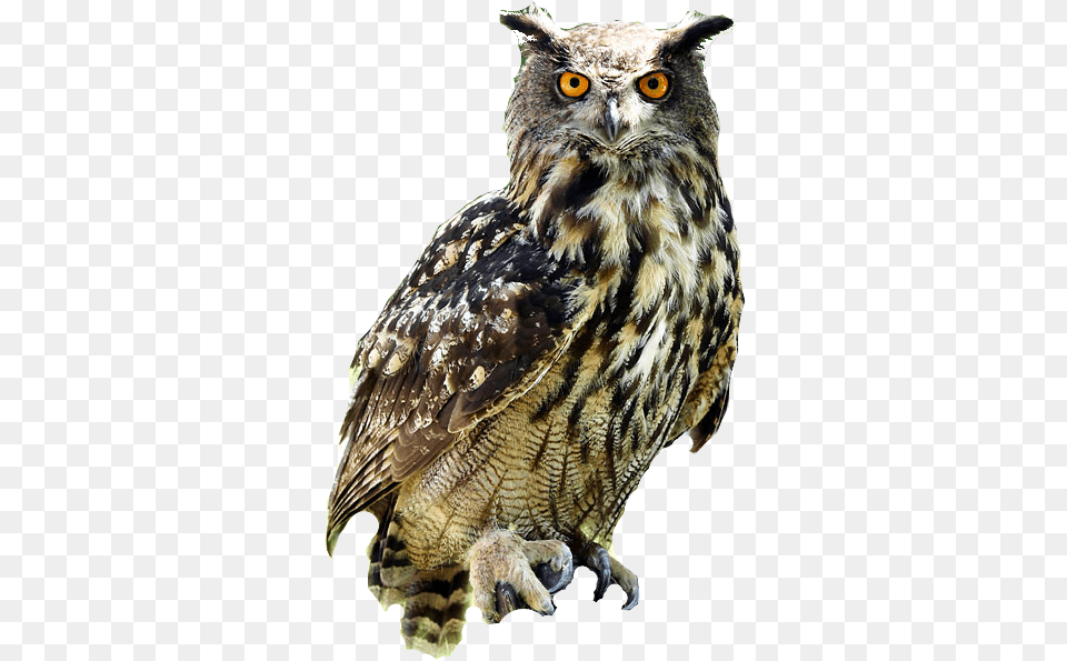 Barn Owl Background Owl, Animal, Beak, Bird, Livestock Png Image