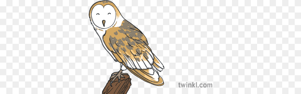 Barn Owl Bird Animal Woodland Farm Usa Ks1 Illustration Twinkl Barn Owl Free Png