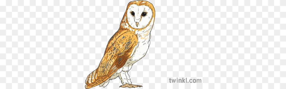 Barn Owl Birds Animals Usa Ks2 Soft, Animal, Bird Free Transparent Png