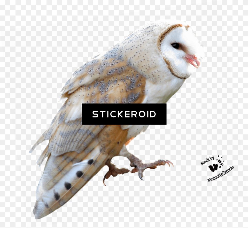 Barn Owl Birds Barn Owl, Animal, Bird Png