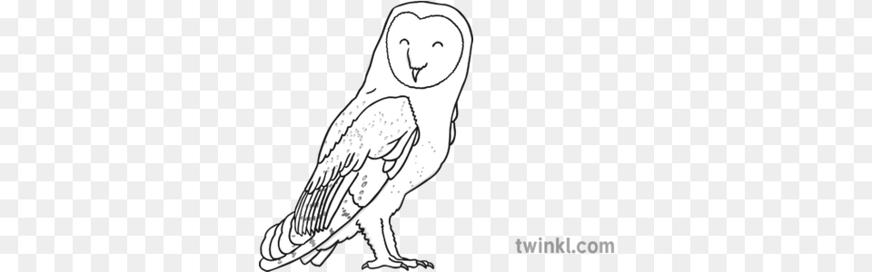Barn Owl Black And White Illustration Twinkl Line Art, Animal, Bird, Adult, Face Png Image