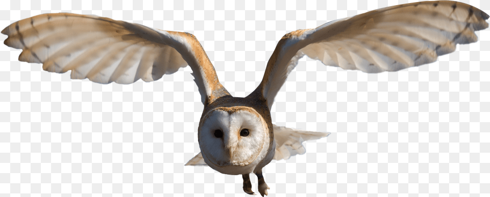 Barn Owl Clip Art Barn Owl, Animal, Bird, Flying Png Image