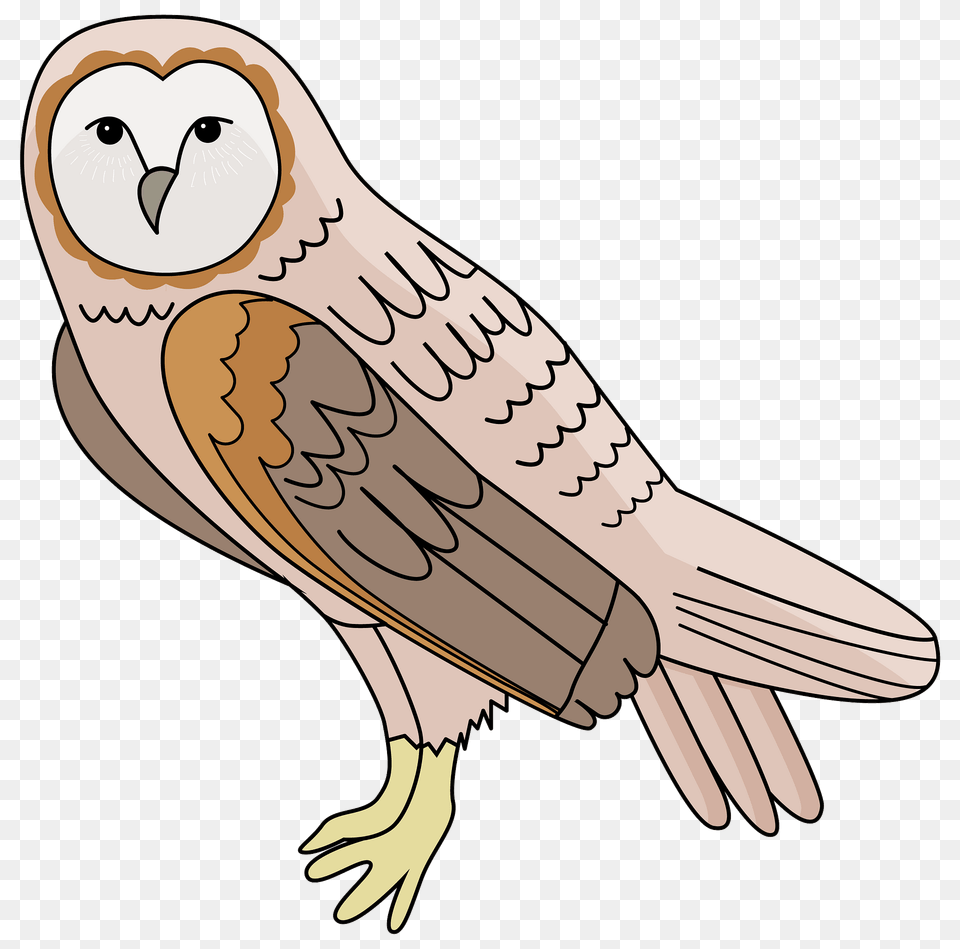 Barn Owl Clipart, Person, Animal, Bird, Face Free Png Download
