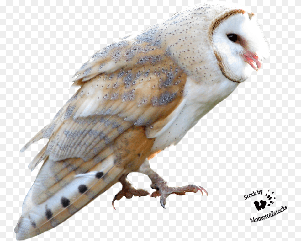 Barn Owl Download Owl, Animal, Bird Free Png