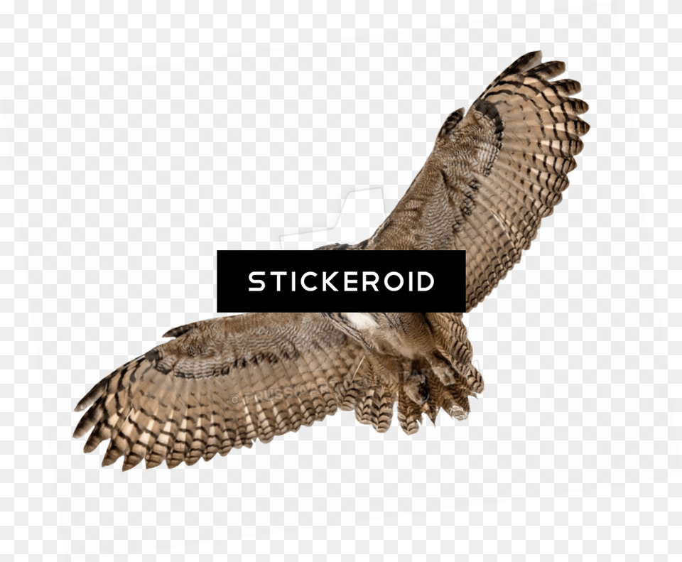 Barn Owl Hd Birds Clipart Flying Owl Background, Animal, Bird, Hawk, Buzzard Png