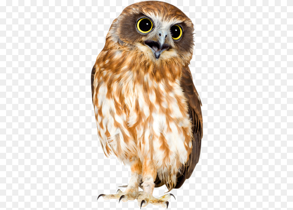 Barn Owl Hd Owl, Animal, Bird, Beak Free Png Download