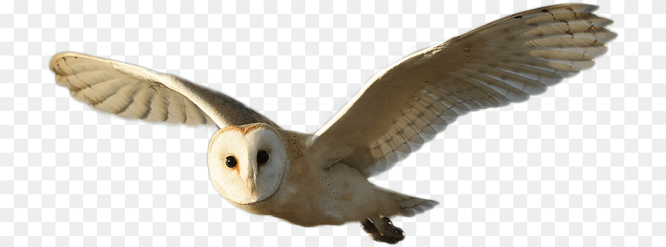 Barn Owl Image Lechuza De Campanario, Animal, Bird Free Png Download