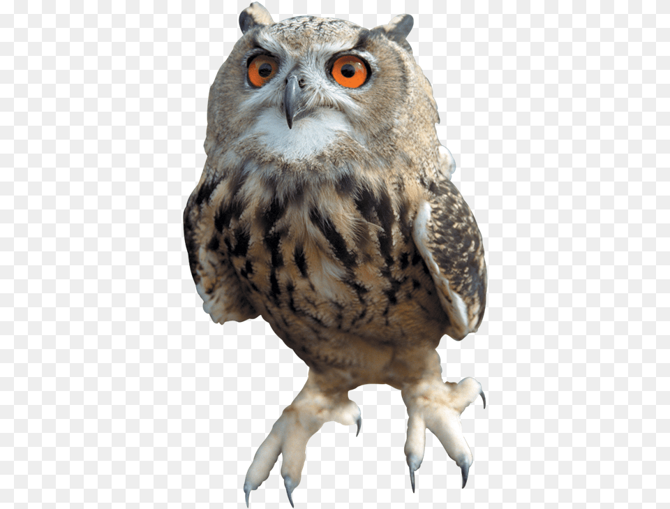 Barn Owl Images All Harry Potter Owls, Animal, Beak, Bird, Electronics Free Png Download