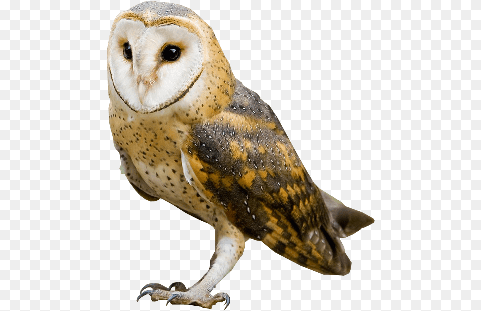 Barn Owl No Background Image Owl With No Background, Animal, Bird Png