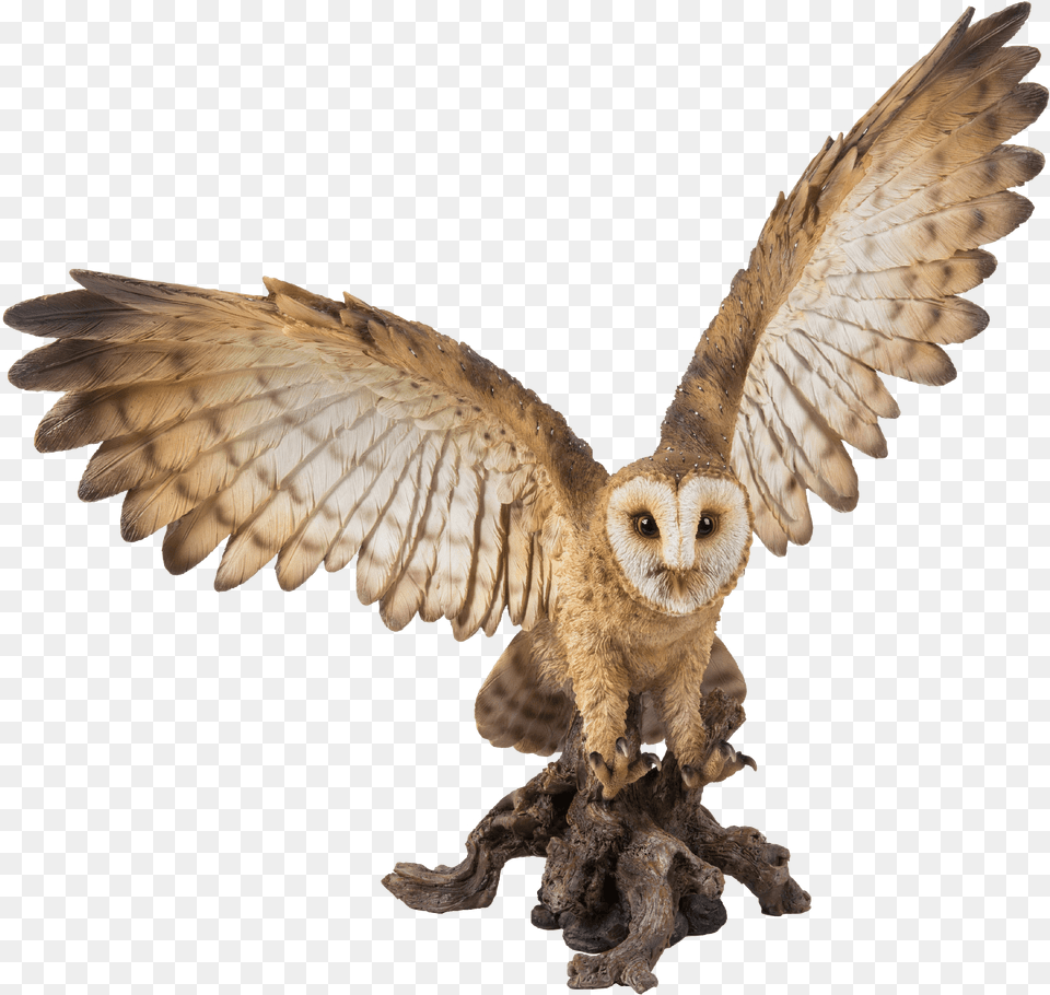Barn Owl Owl, Animal, Bird Free Png
