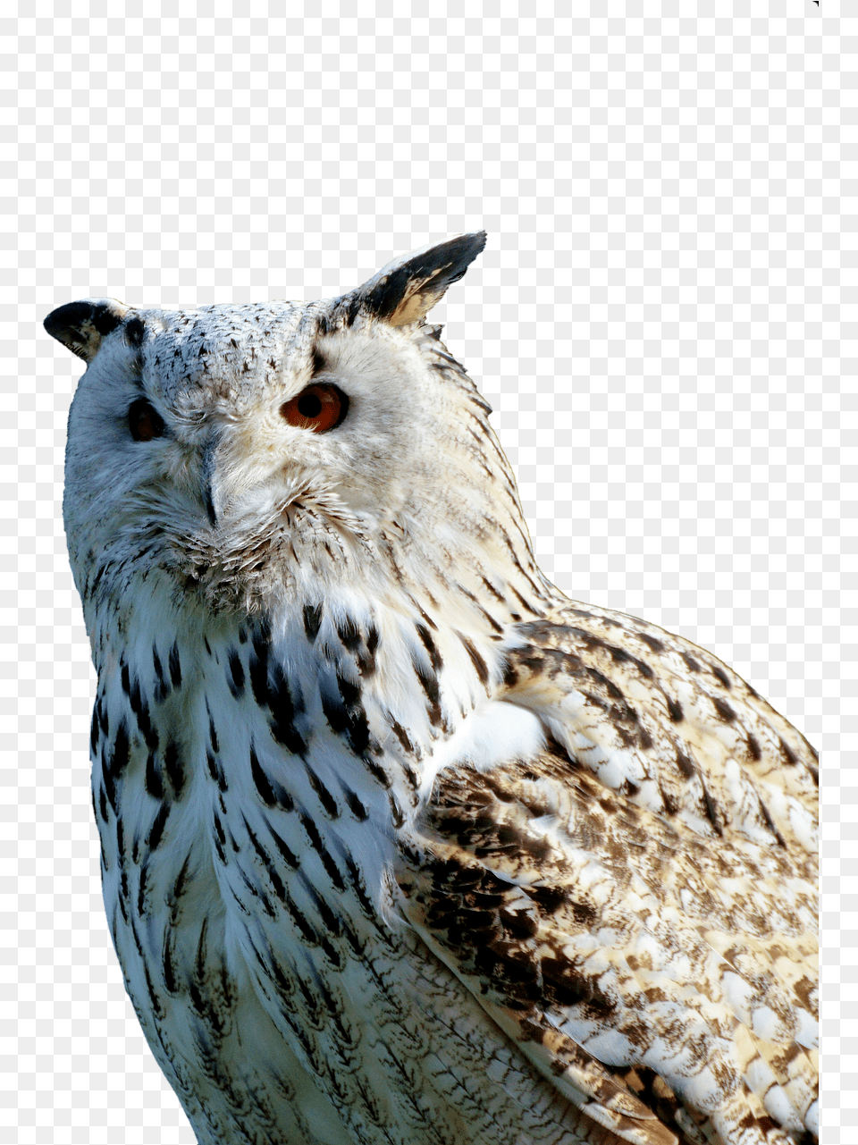 Barn Owl Owl Raptor Free Photo Sova, Animal, Beak, Bird Png