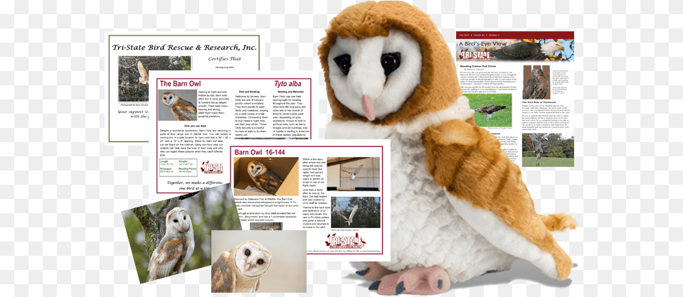 Barn Owl Package Ck Barn Owl 12quot Plush, Animal, Bird, Advertisement, Poster Free Transparent Png