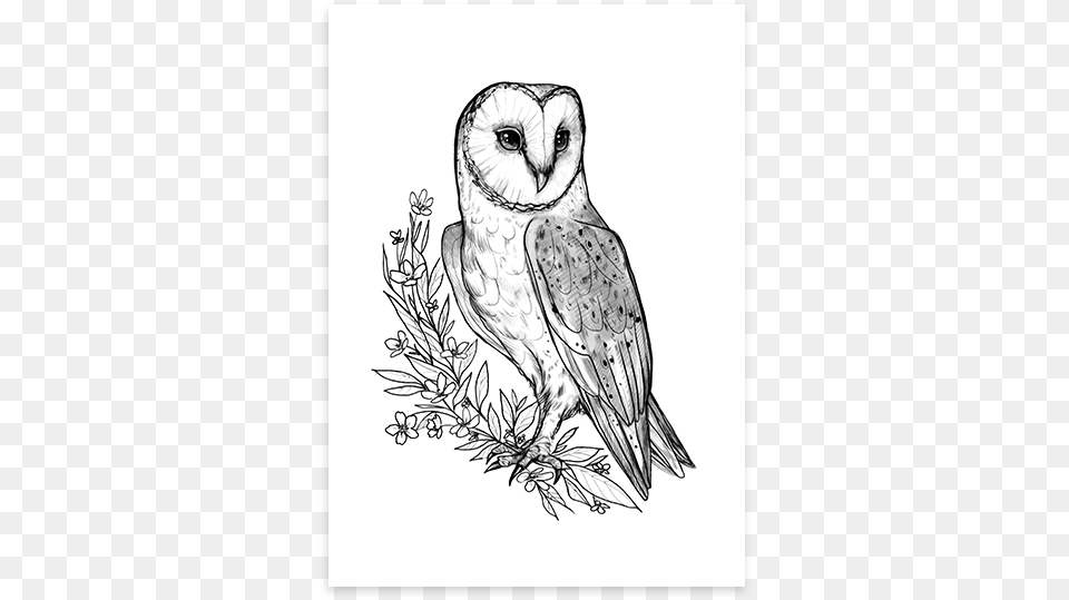 Barn Owl Poster Sketch, Art, Drawing, Doodle, Animal Png