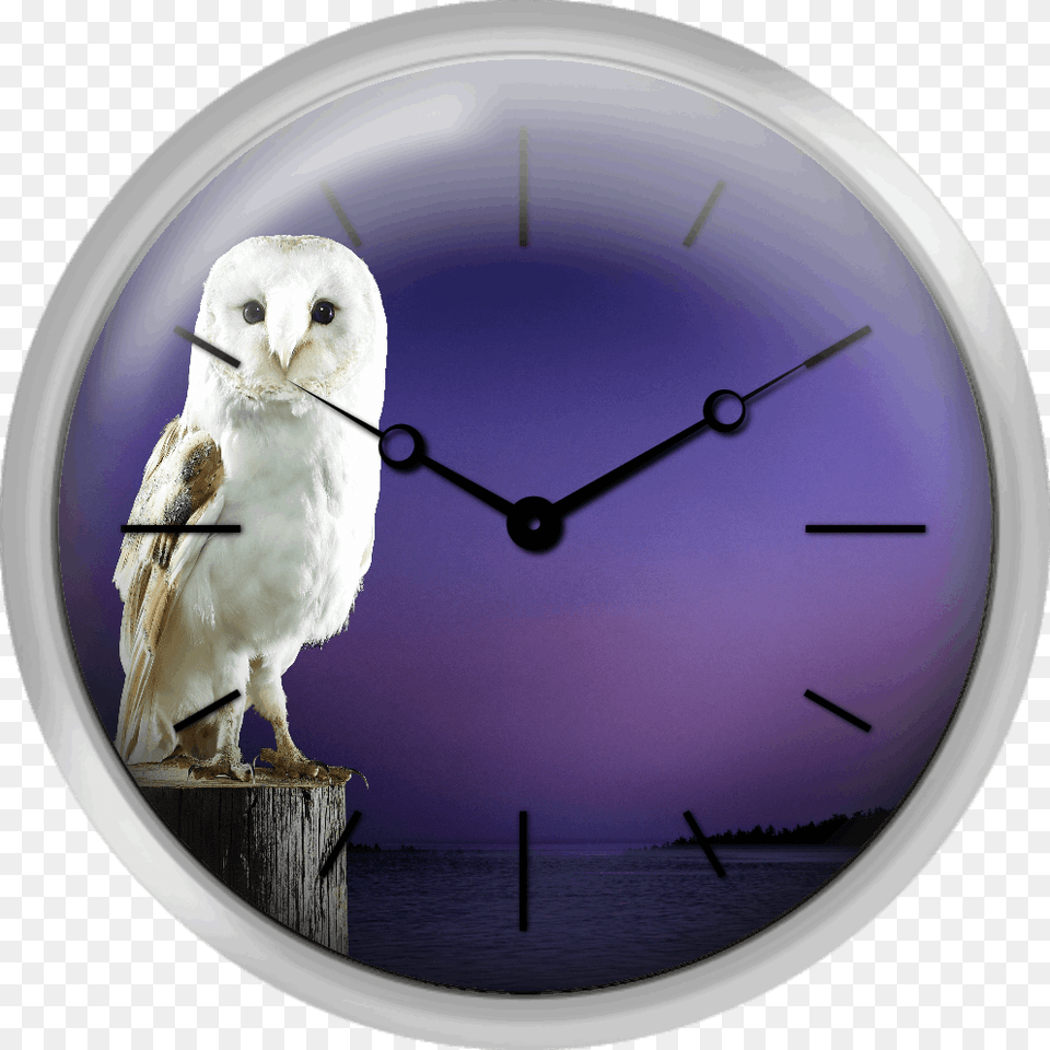 Barn Owl Standing On Log With Sunset Background Snowy Owl, Animal, Bird, Analog Clock, Clock Free Png Download