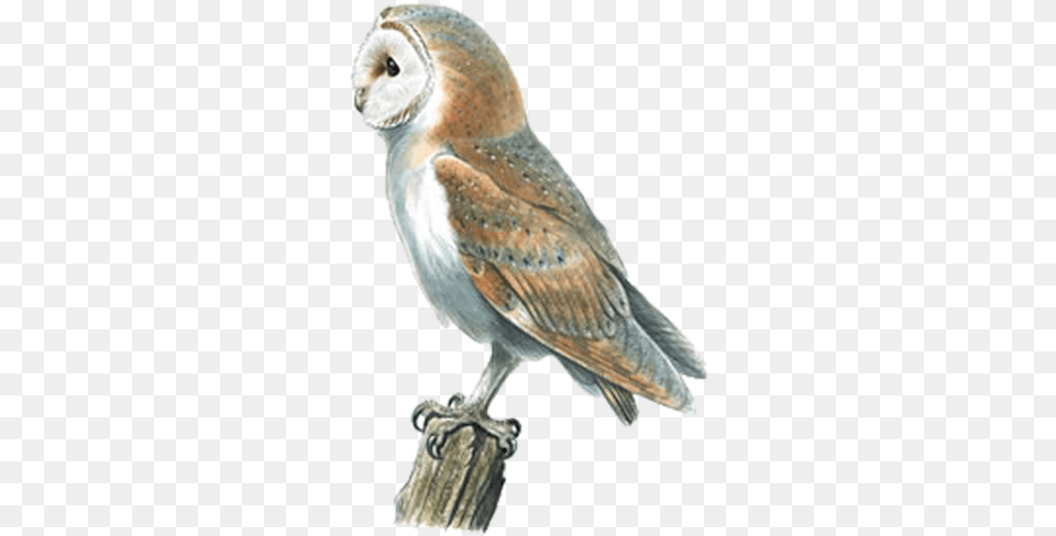 Barn Owl Swallow Bird Pellet Barn Owl, Animal Png Image