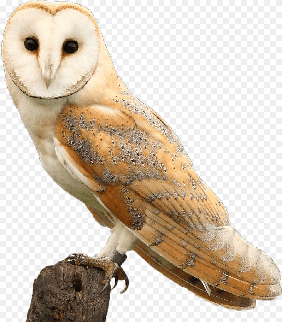 Barn Owl Transparent Background, Animal, Bird Free Png