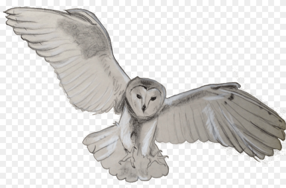 Barn Owl Barn Owl Adult, Person, Woman, Female Free Transparent Png