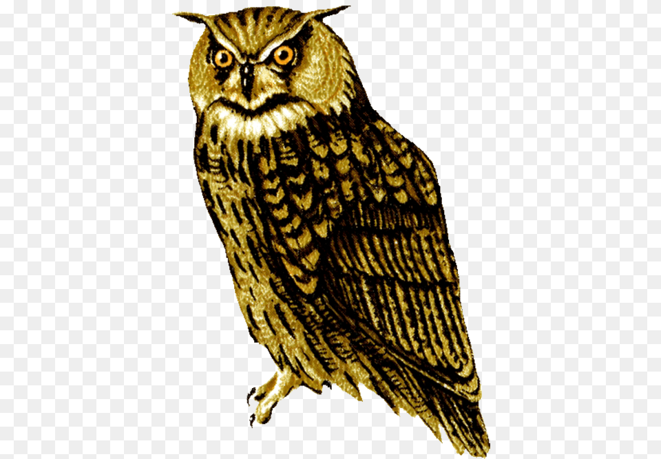 Barn Owl Transparent Picture Owl Clipart, Animal, Bird, Beak Free Png