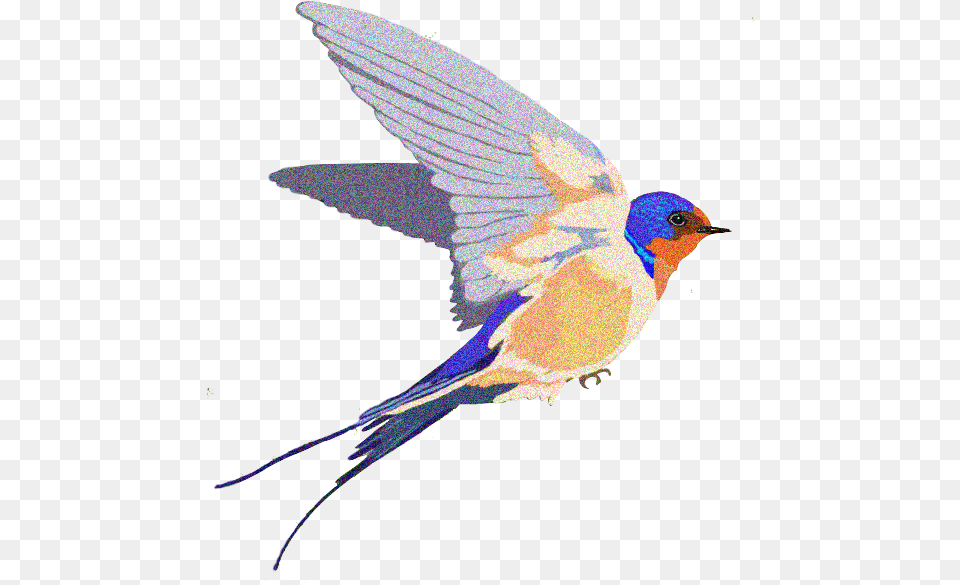 Barn Swallow Background Swallow Bird Transparent Bg Transparent Swallow Bird, Animal, Bluebird, Jay, Blue Jay Png