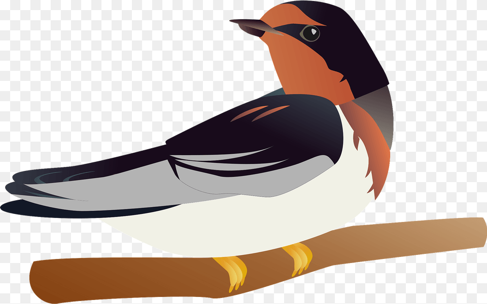 Barn Swallow Bird Clipart, Animal, Beak, Finch, Fish Png Image