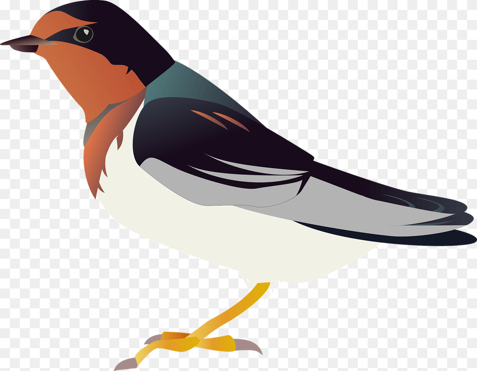 Barn Swallow Bird Clipart, Animal, Beak, Finch, Fish Free Png Download
